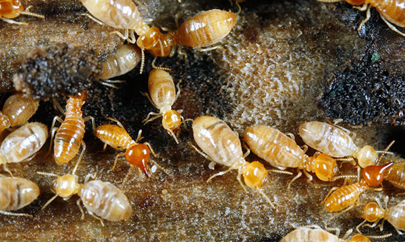 Subterranean Termites